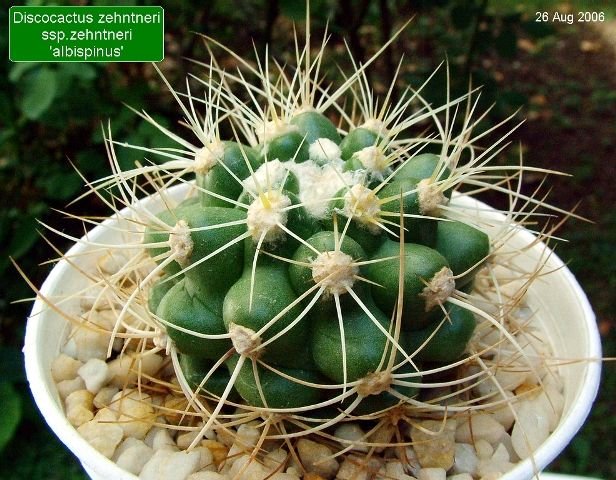 Discocactus _zehntneri _ssp.zehntneri 'albispinus' 05